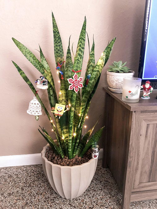 snake plant in bedroom 2