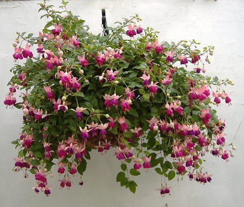 Indoor Flowering Plants for Hanging Baskets 5