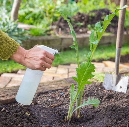 How to Make and Use Garlic Water Pesticide for Plants