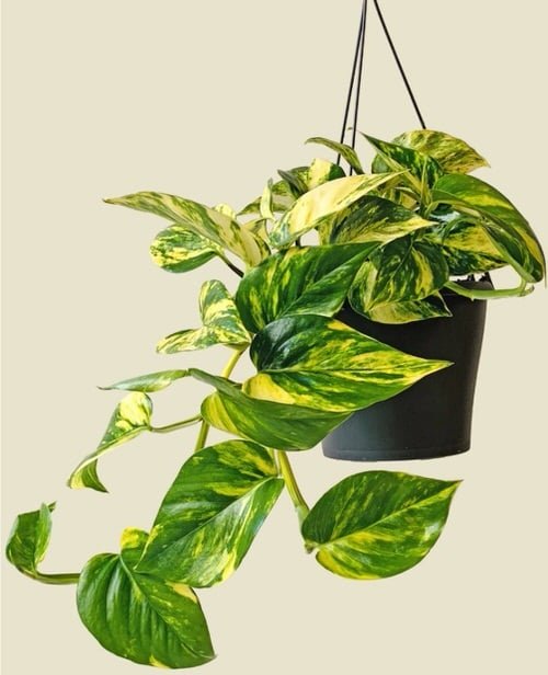 Variegated Versions of Most Popular Houseplants 1
