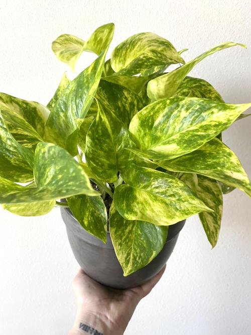 Variegated Versions of Most Popular Houseplants 5