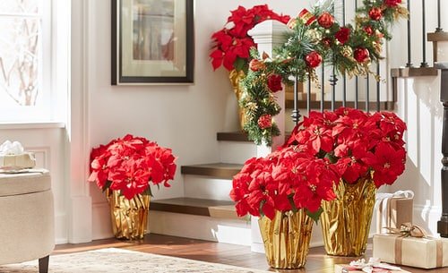 Ideas to Decorate your Home with Poinsettias