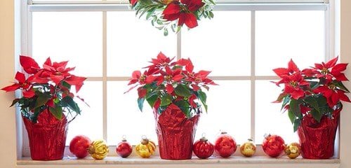Ideas to Decorate your Home with Poinsettias 2