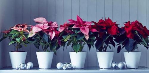 Ideas to Decorate your Home with Poinsettias 3