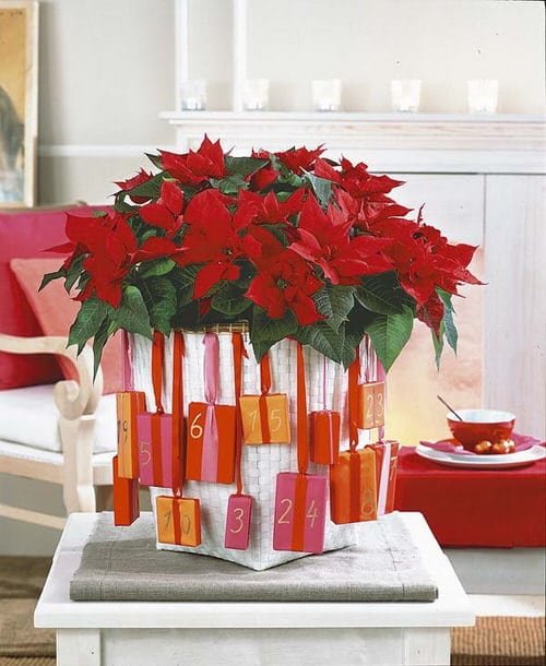 Ideas to Decorate your Home with Poinsettias 4
