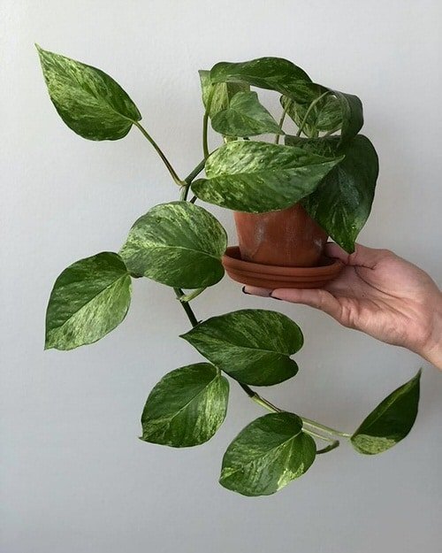 Variegated Versions of Most Popular Houseplants 3