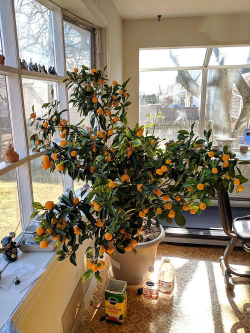 Indoor fruit As a Houseplant 3