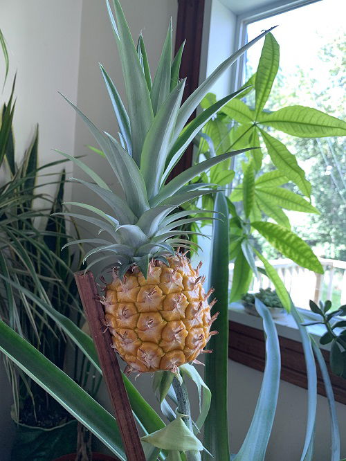 Healthy Indoor fruit grow As a Houseplant