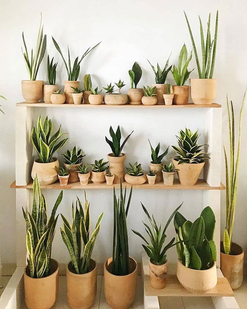 snake plant in bedroom