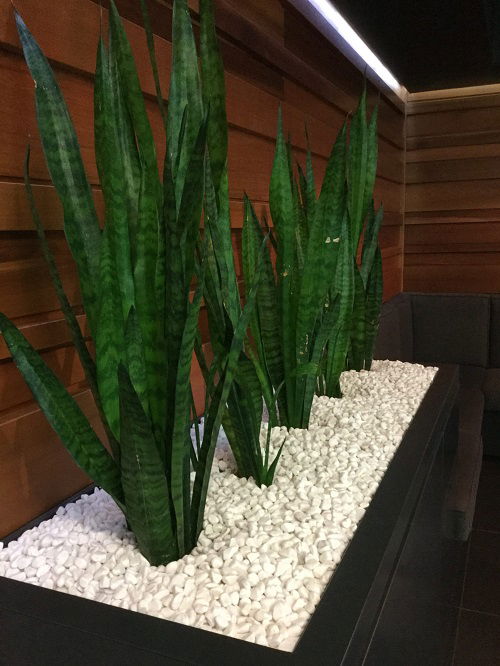 Snake Plant on the Rocks