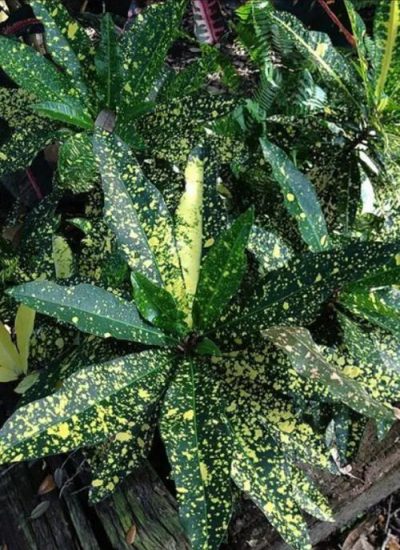 64 Variegated Versions of Most Popular Houseplants