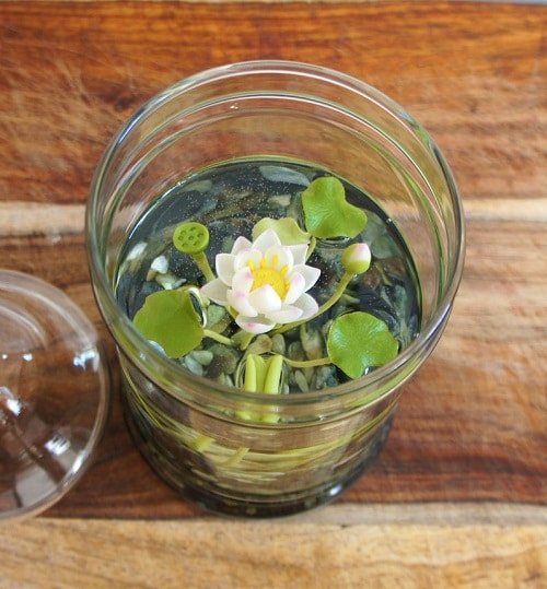 How to Grow Water Lilies in Glasses 2