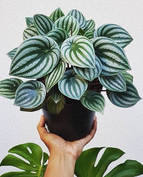 Variegated Versions of Most Popular Houseplants 19