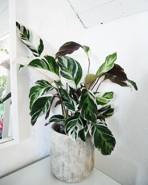 Variegated Versions of Most Popular Houseplants 21