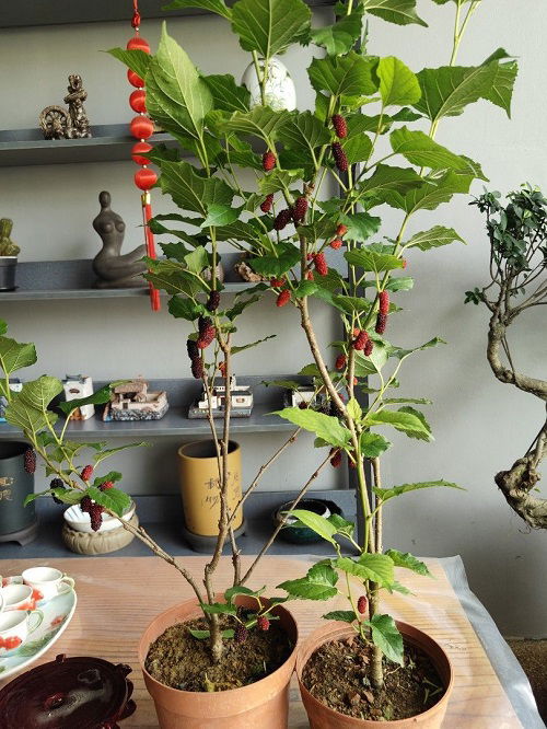 Awesome Indoor fruit As a Houseplant