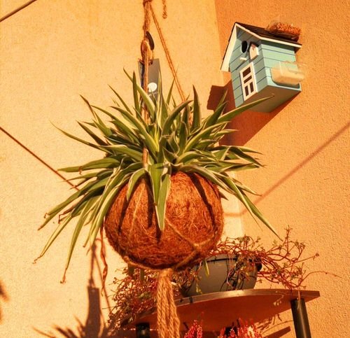 Hanging Strings Plant Ideas 4