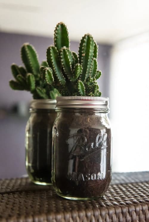 Indoor Plants You Can Grow in Jars and Bottles 4