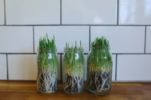 Indoor Plants You Can Grow in Jars and Bottles 5