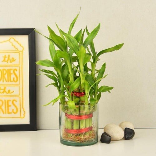 Famous Lucky Bamboo Styles & Varieties 3