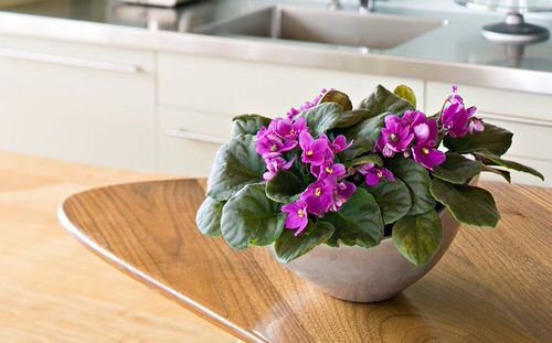 Houseplants that Grow from Division