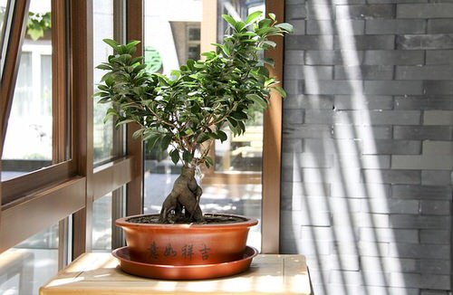 Most Googled Houseplants of the Year so far