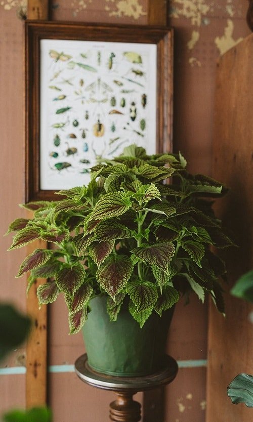Outdoor Plants that Can be Grown as Indoor Plants