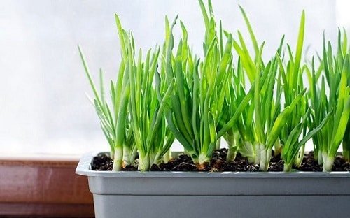 Vegetables You Can Harvest Indoors Year Round