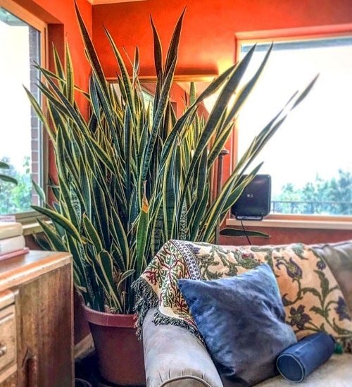 Fast Growing Indoor Plants that Grow Tall