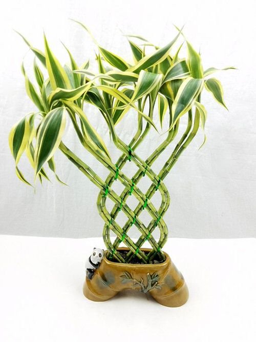 Famous Lucky Bamboo Styles & Varieties 8