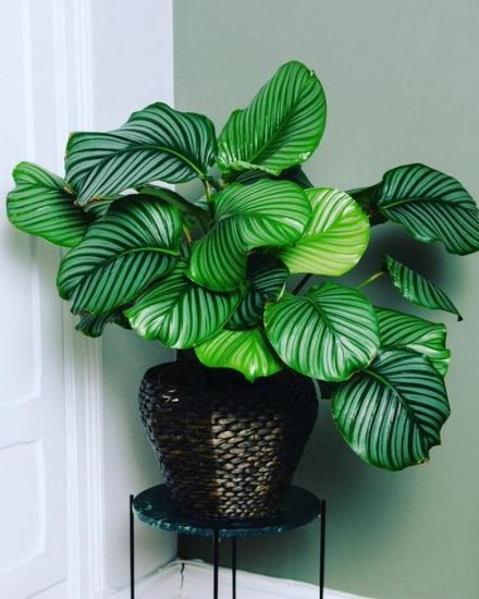 13 Statement Hotel Plants You Can Grow in Your Home