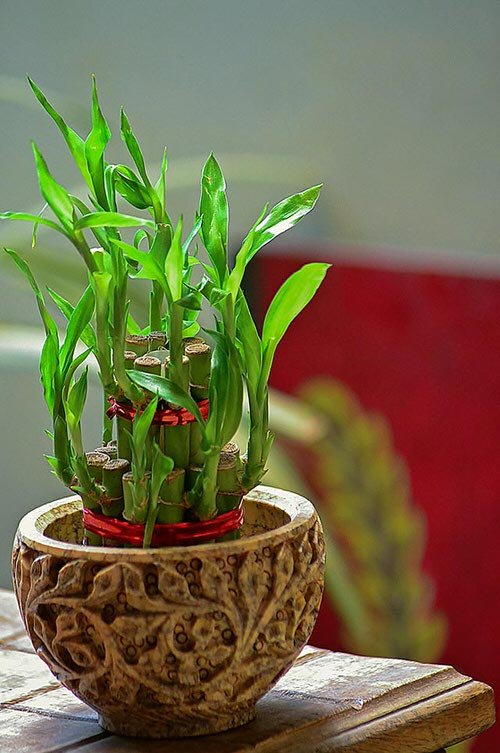 Different Types of Lucky Bamboo Styles 5