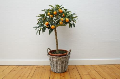 Indoor Fruit Tree Pictures for Inspiration 6