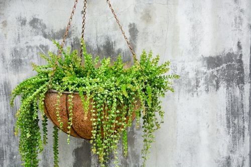 Clever Ways to Hang Your Plants 5