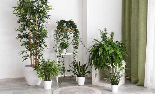 Stylize Your Home with Big and Lush Ferns 6