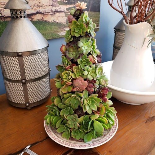 Succulent Christmas Trees 3