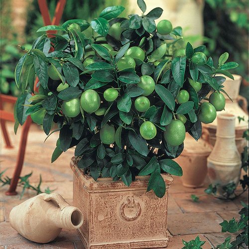 Indoor Fruit Tree Pictures for Inspiration 7