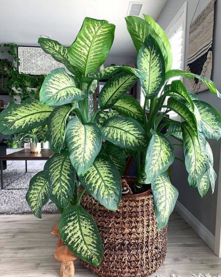 13 Fast Growing Indoor Plants that Grow Tall | Balcony Garden Web