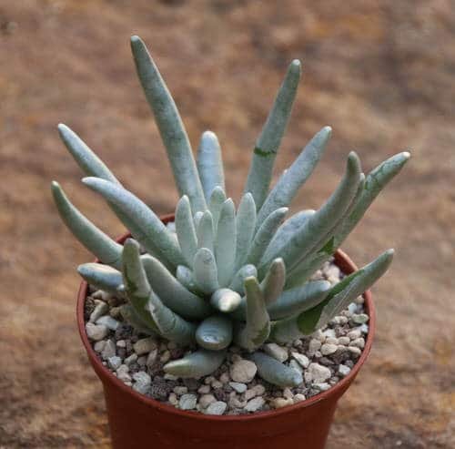 Succulents You Can Grow From Seeds 5