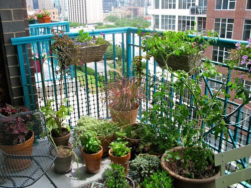 Edible Balcony Garden Pictures for Ideas 4