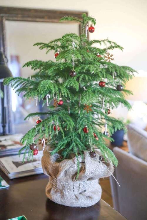 Potted Christmas Tree Pictures to Win Your Heart 7