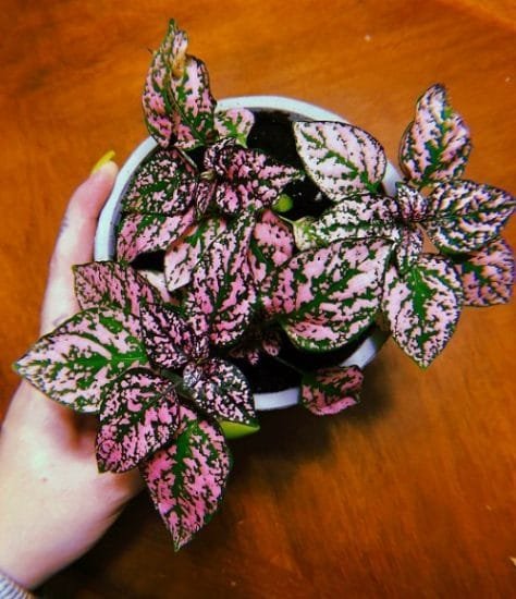 19 Indoor Plants with Rainbow Foliage | Colorful Leaves Houseplants