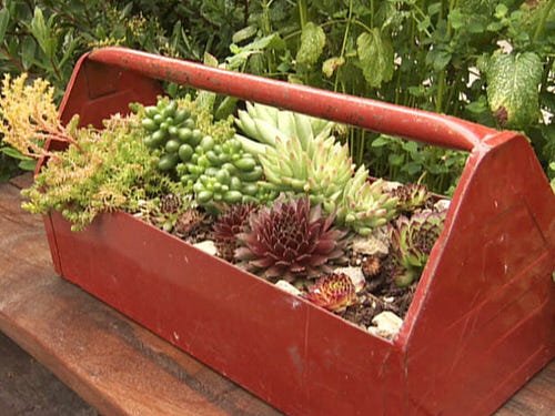 These Pictures Prove You Can Plant Succulent Anywhere 7