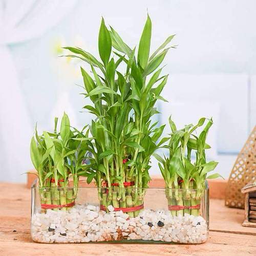 Different Types of Lucky Bamboo Styles 7