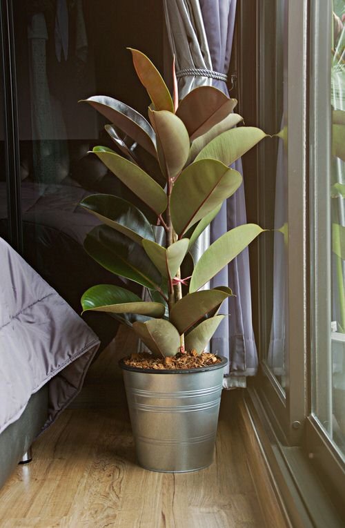 See How Rubber Plant Tree Can Liven Up Your Home Decor 6
