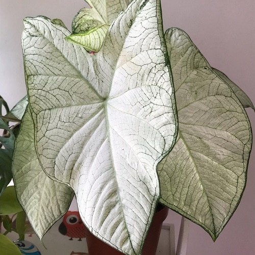 Silver Leaf Houseplants 8