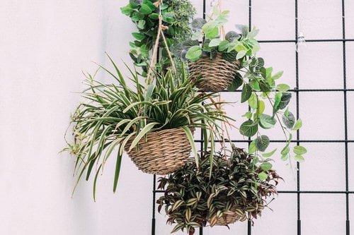 Clever Ways to Hang Your Plants 7