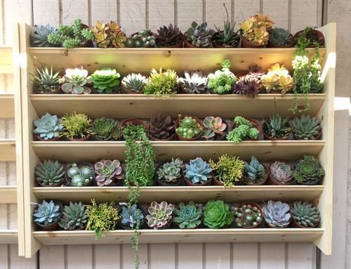 These Pictures Prove You Can Plant Succulent Anywhere 8