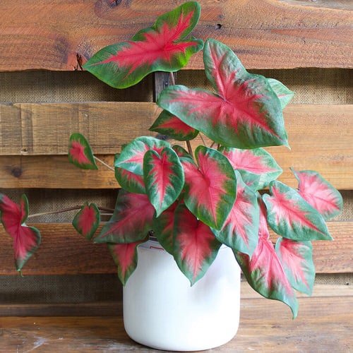 18 Awesome Houseplants that Grow from Division