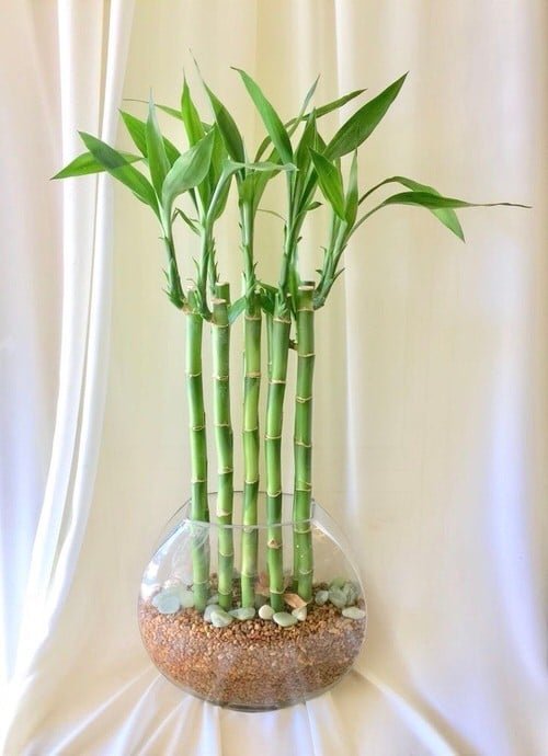 Different Types of Lucky Bamboo Styles 8