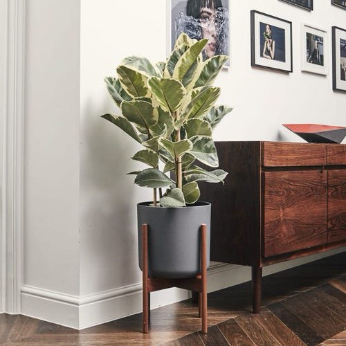 See How Rubber Plant Tree Can Liven Up Your Home Decor 7